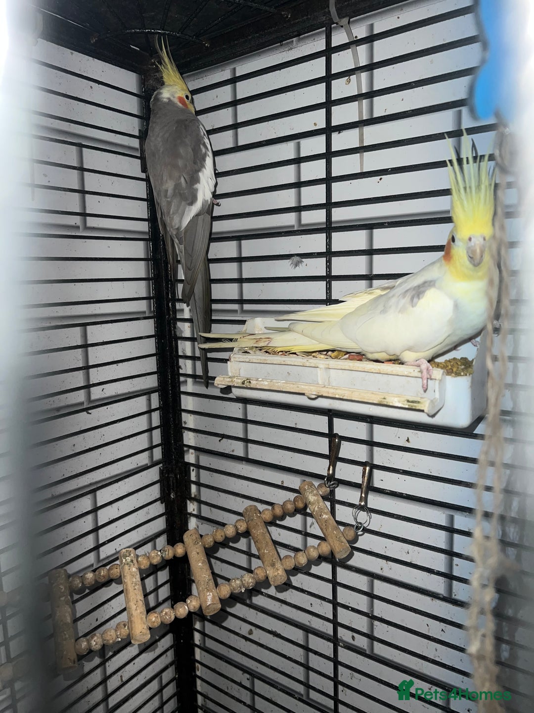 Mixed Breed birds for sale: Canaries, cockatiels budgies - Advert 12
