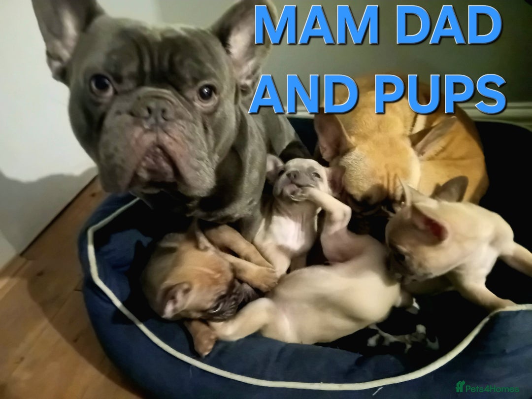 French Bulldog dogs for sale: STUNNING   !French Bulldog Litter!  - Image 1