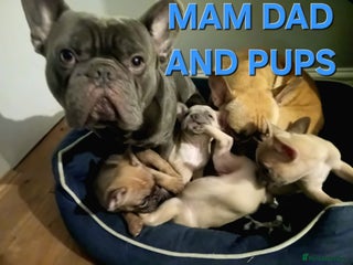 French Bulldog dogs - Advert 1