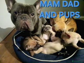 French Bulldog dogs French Bulldogs nice litter £650 - Advert 13