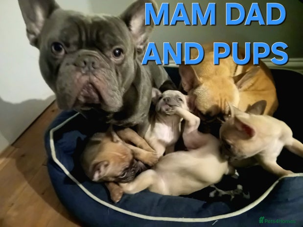 French Bulldog dogs - Advert 1