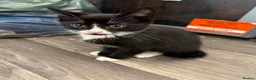 Mixed Breed cats for sale: Kittens  in Tamworth - Advert 7
