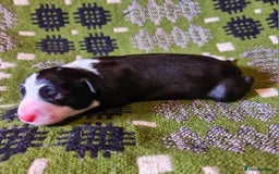 Border Collie dogs for sale: Documented Vet Checked Border Collies for sale - Image 7