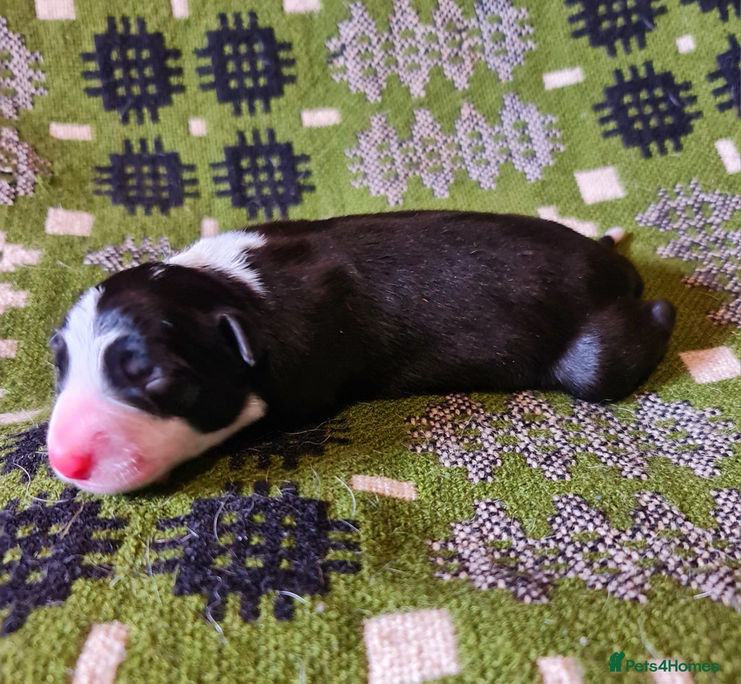 Border Collie dogs for sale: Documented Vet Checked Border Collies for sale - Image 7