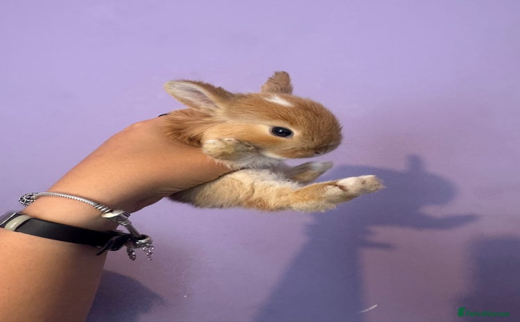 Mixed Breed rabbits - Advert 1