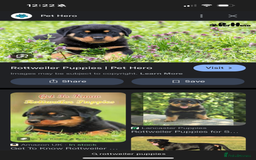 Staffordshire Bull Terrier dogs for sale: WANTED!  - Image 4