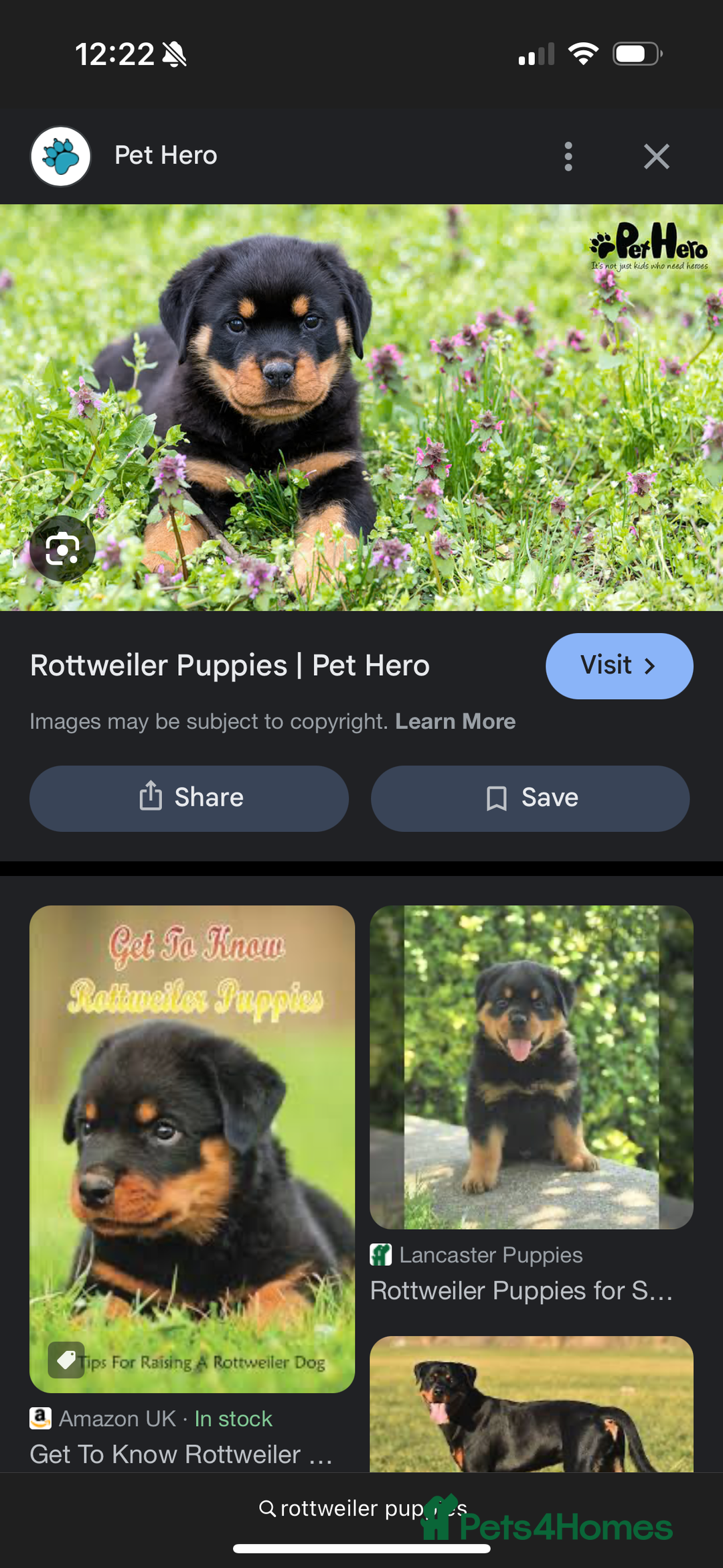Staffordshire Bull Terrier dogs for sale: WANTED!  - Image 4