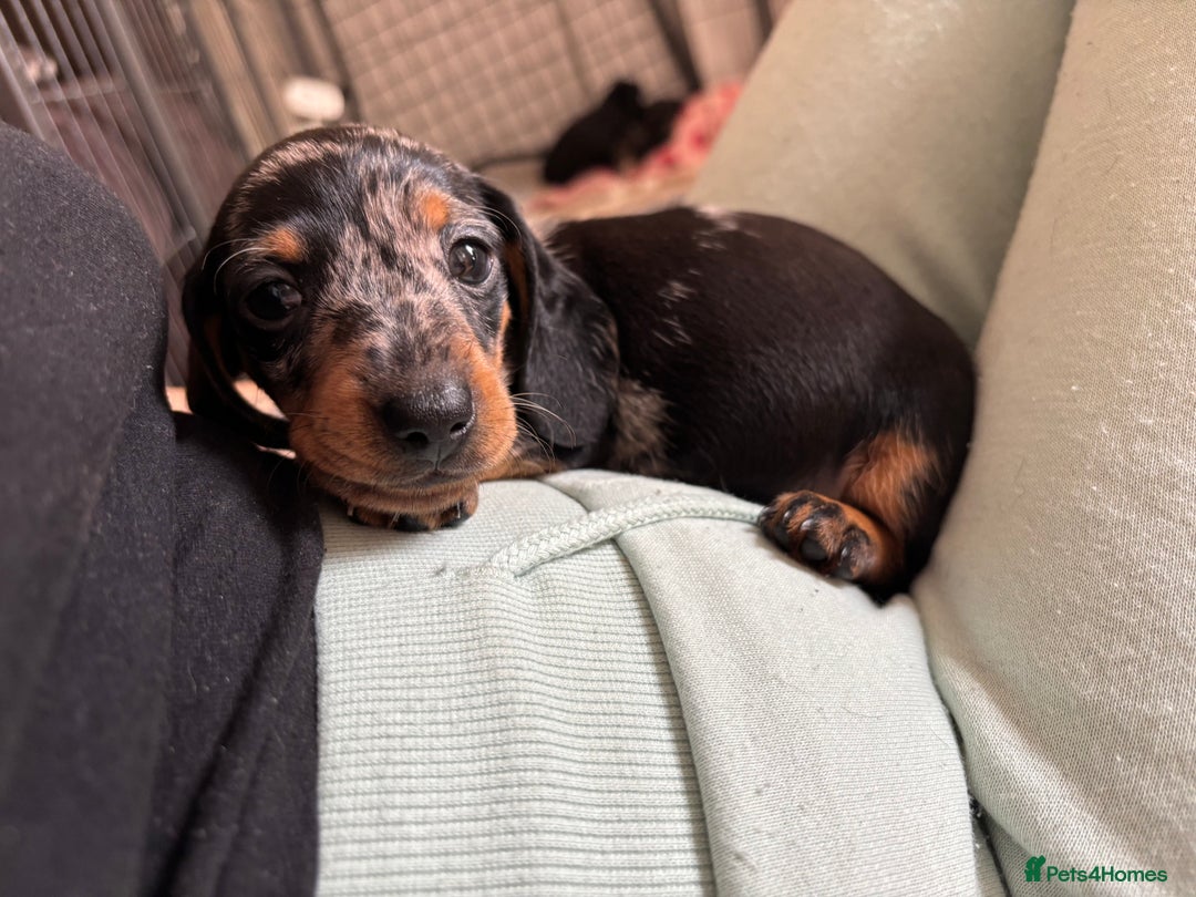 Miniature Dachshund dogs for sale: *REDUCED* 2 stunning female pups left - Image 17