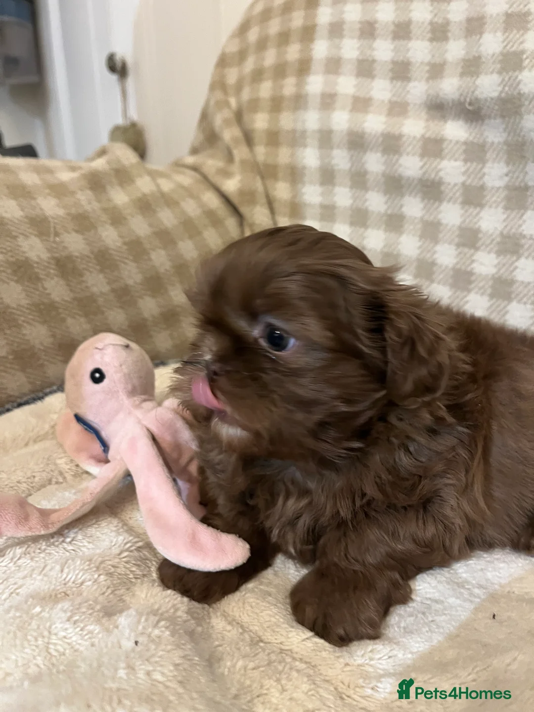 Shih Tzu dogs for sale: Adorable lavender & chocolate Shih Tzu puppies  - Advert 4