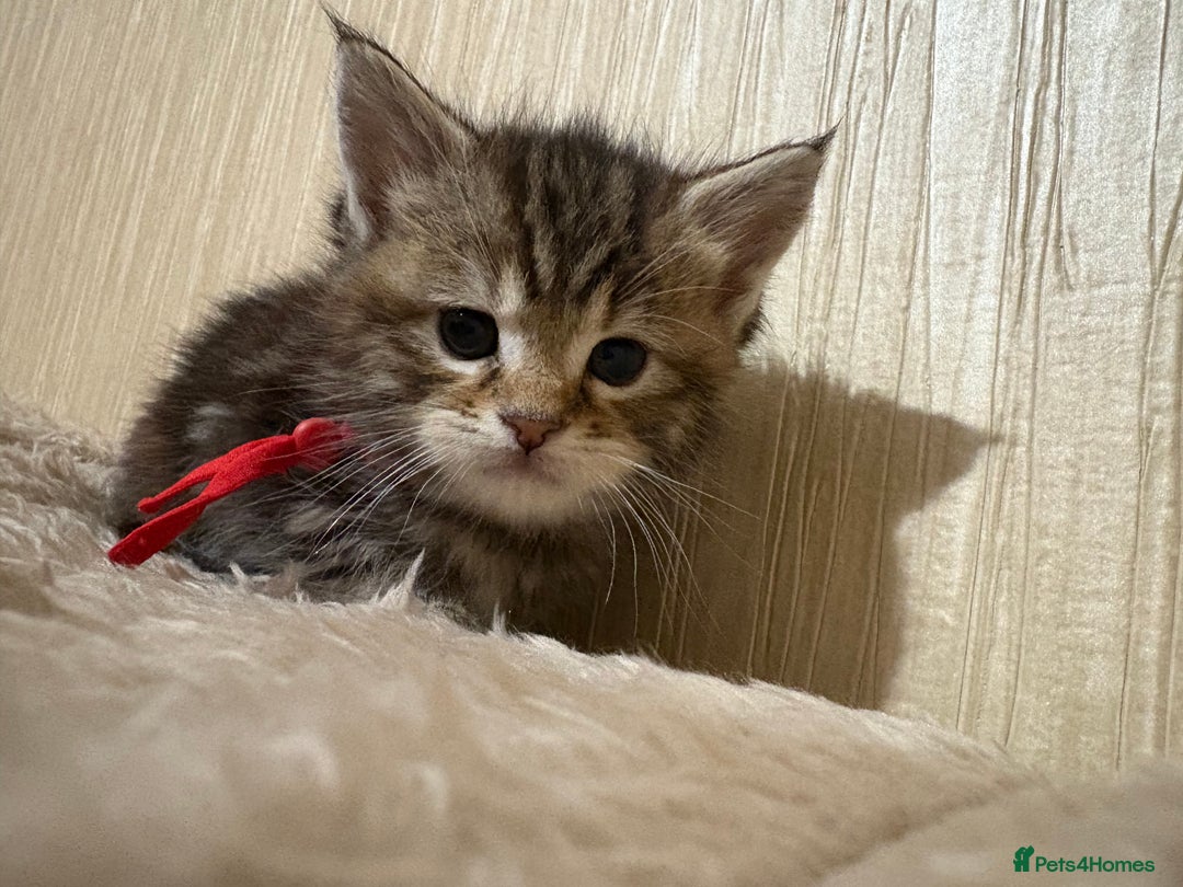 Maine Coon cats for sale: Maine Coon Type Kittens — Fluffy, Friendly - Advert 3