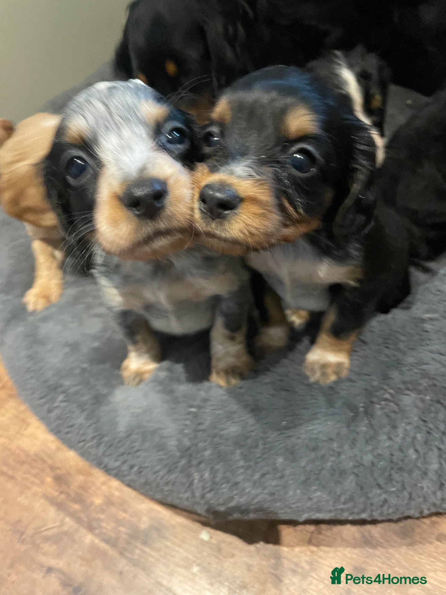 Cocker Spaniel dogs Kc reg working cocker spaniel  - Advert 1