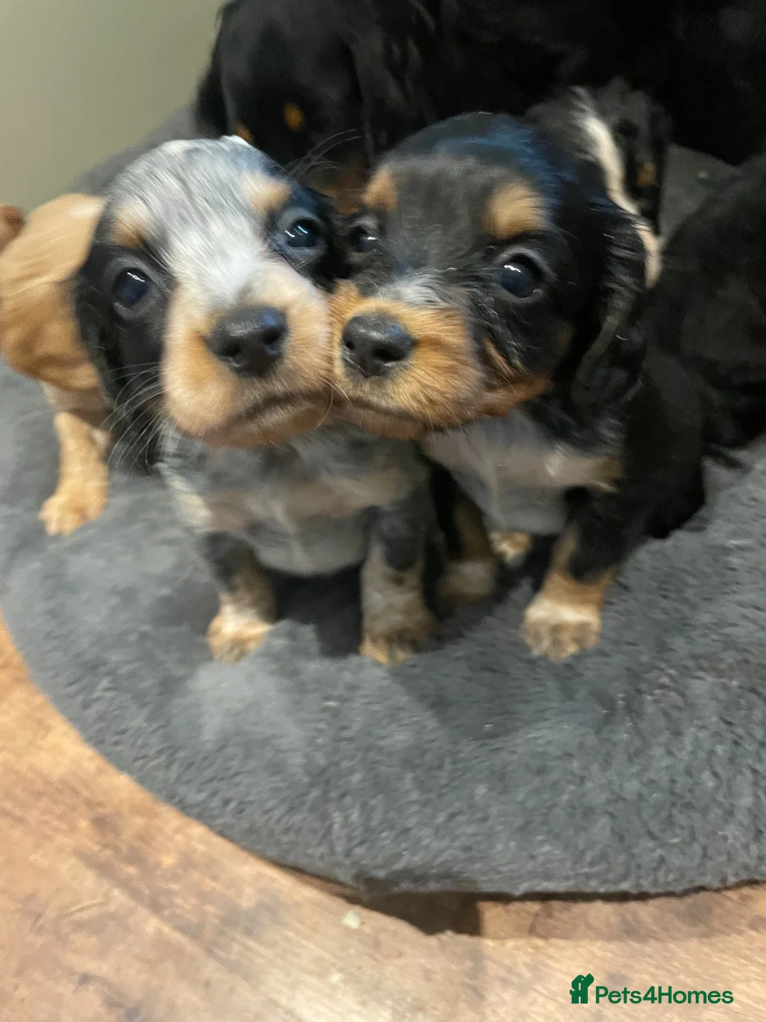 Cocker Spaniel dogs for sale: Kc reg working cocker spaniel  - Advert 1