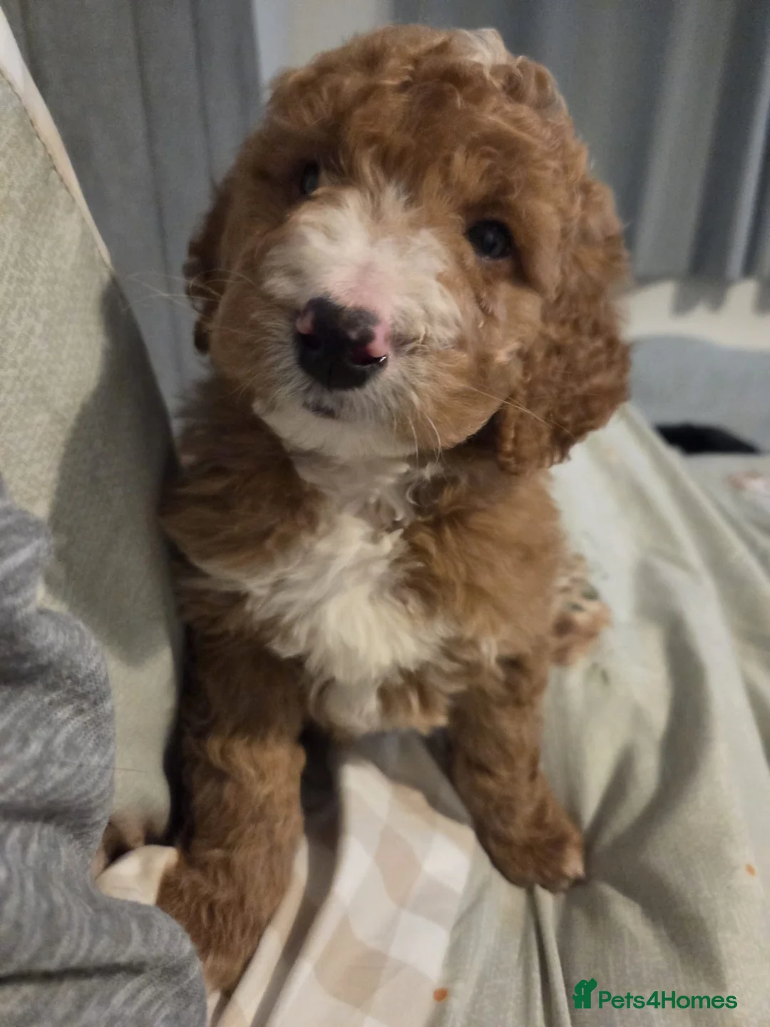 Goldendoodle dogs for sale: Red Goldendoodle Male  - Advert 1