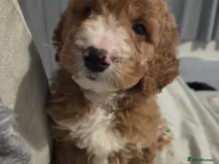 Goldendoodle dogs Red Goldendoodle Male - Advert 1