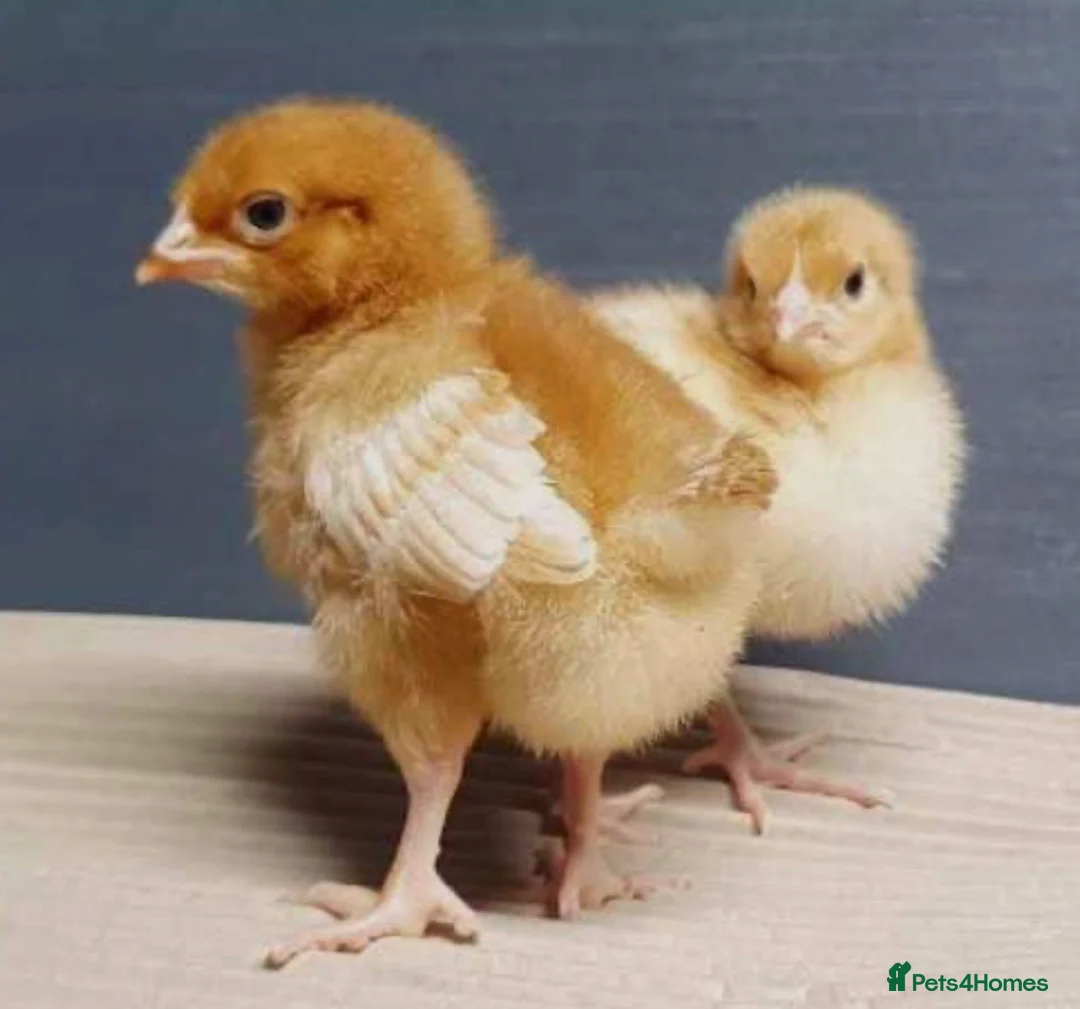 Chickens poultry for sale: Chicks For Sale £12 each or 2 for £20 - Advert 2