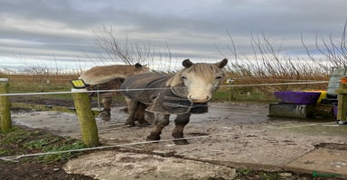 Riding pony horses Appaloosa Cross Yearling will be Rising 2 May 2026 - Advert 14