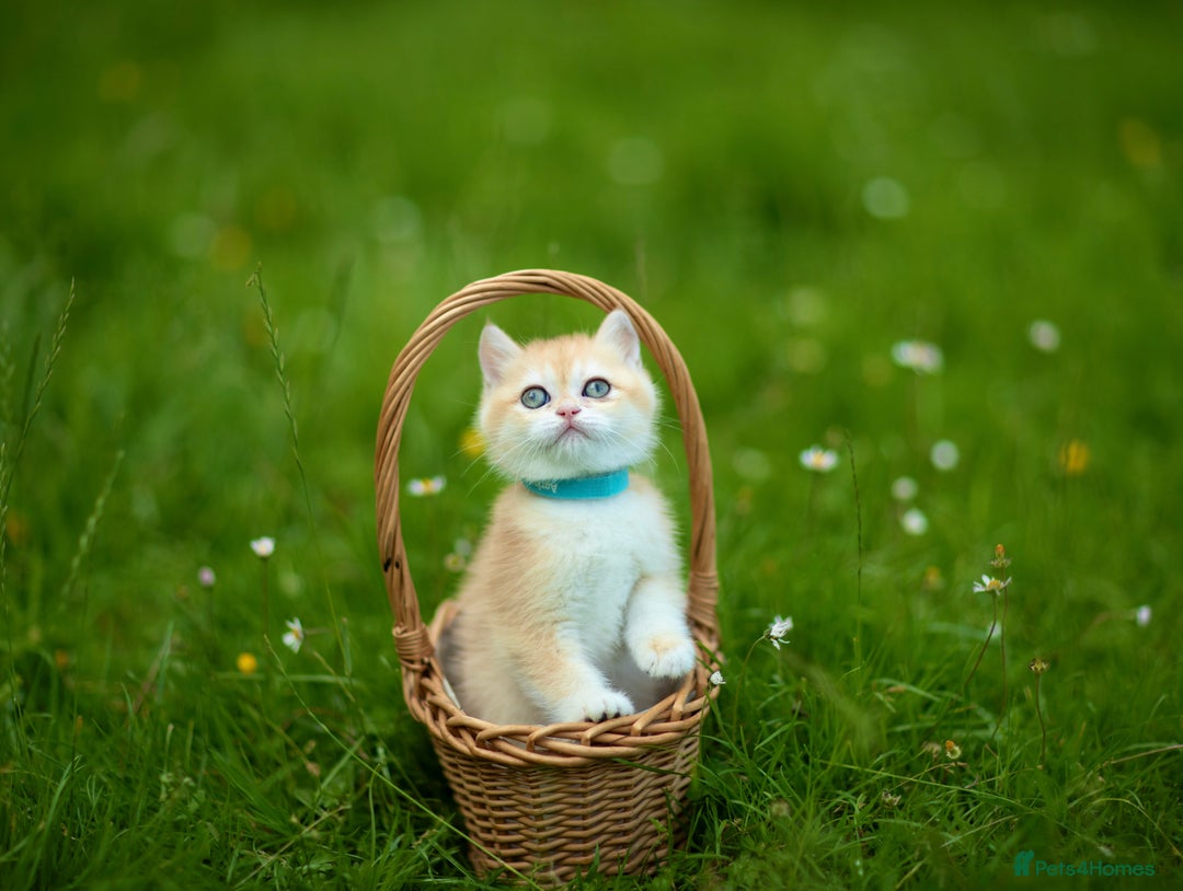 British Shorthair cats for sale: 🔥Exceptional GCCF pedigree golden BSH - Image 15