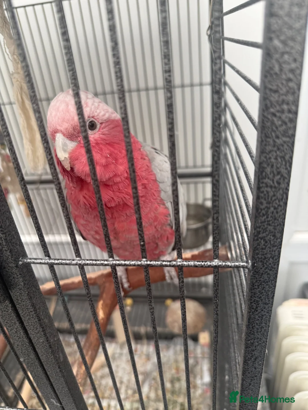 Cockatoo birds for sale: Galah cockatoo & cage - Advert 2
