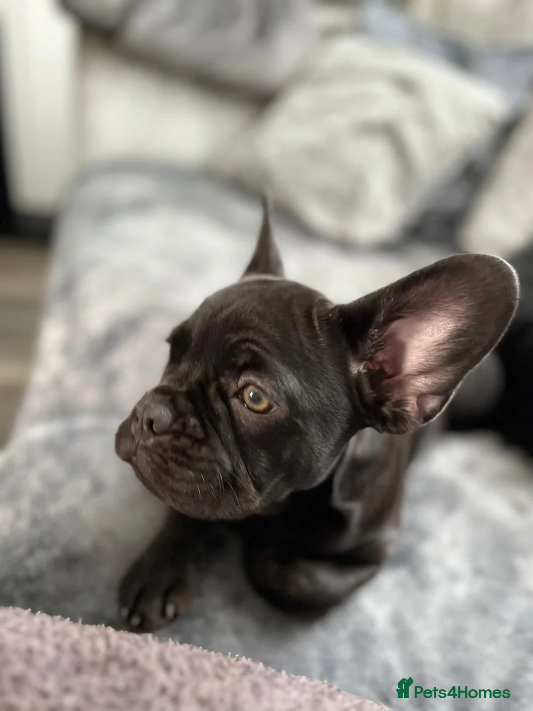 French Bulldog dogs for sale: 🐶French-bulldogs fluffy carriers🐾 - Advert 2