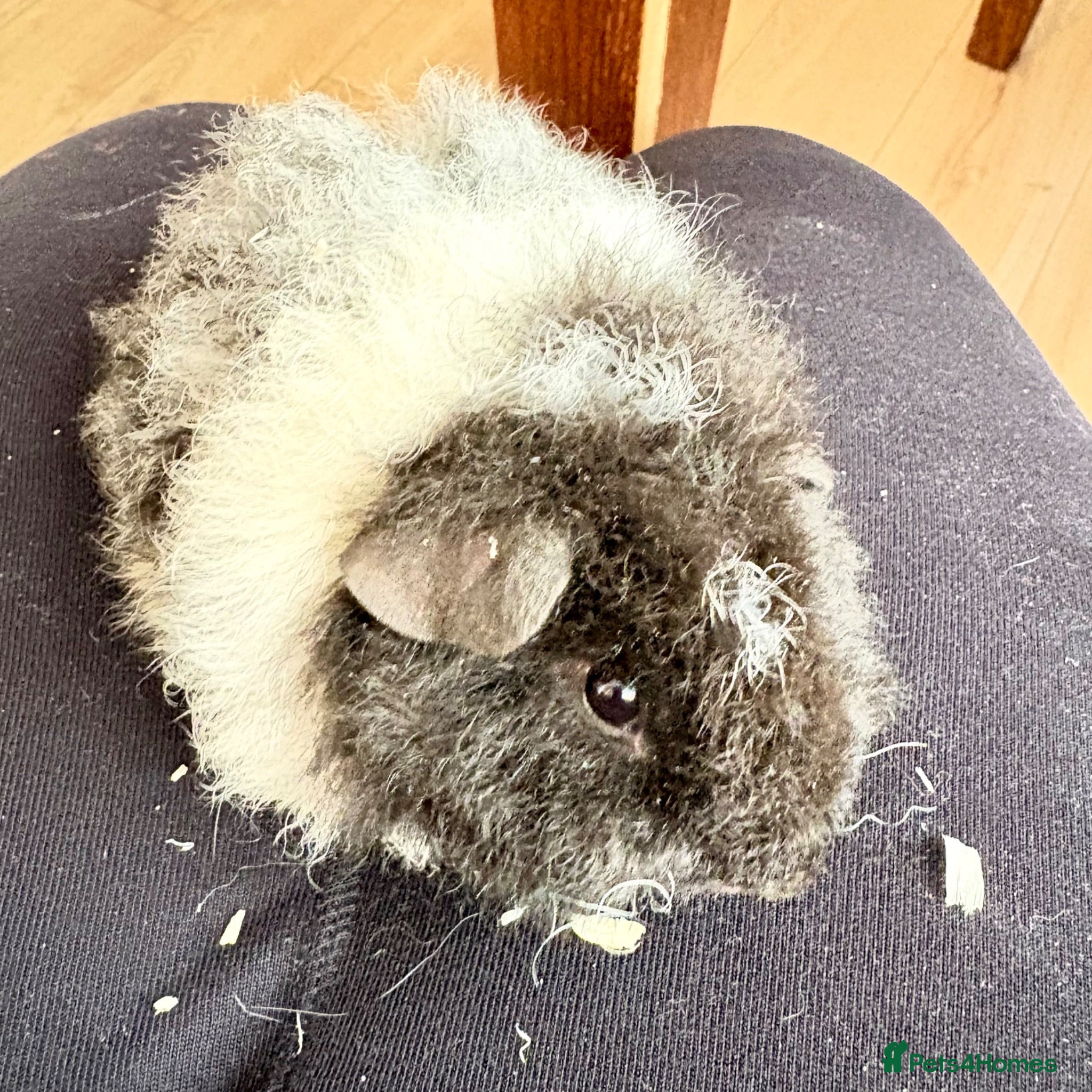 Guinea Pig rodents Alpaca x Rex boy - Advert 2