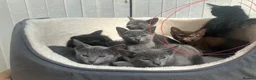 Siamese cats for sale: Siamese kittens 7weeks ready to be reserved  - Advert 3