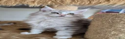Maine Coon cats for sale: Ready now Silver with white Maine Coon kittens - Advert 9