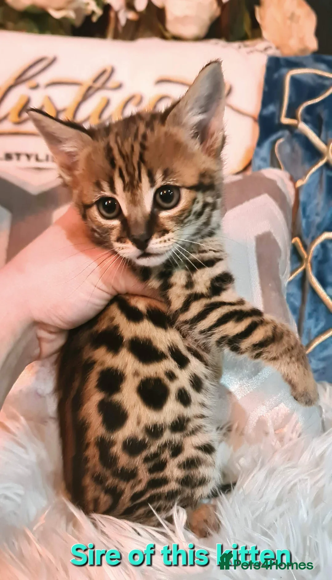 Savannah cats for sale: USA Elite Import F7 SBT - DRINKWATER VIPER F1 Stud - Advert 10