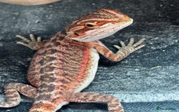 Bearded Dragon reptiles for sale: Red Monster x G-Stripe Dunner Baby Bearded Dragons - Image 5