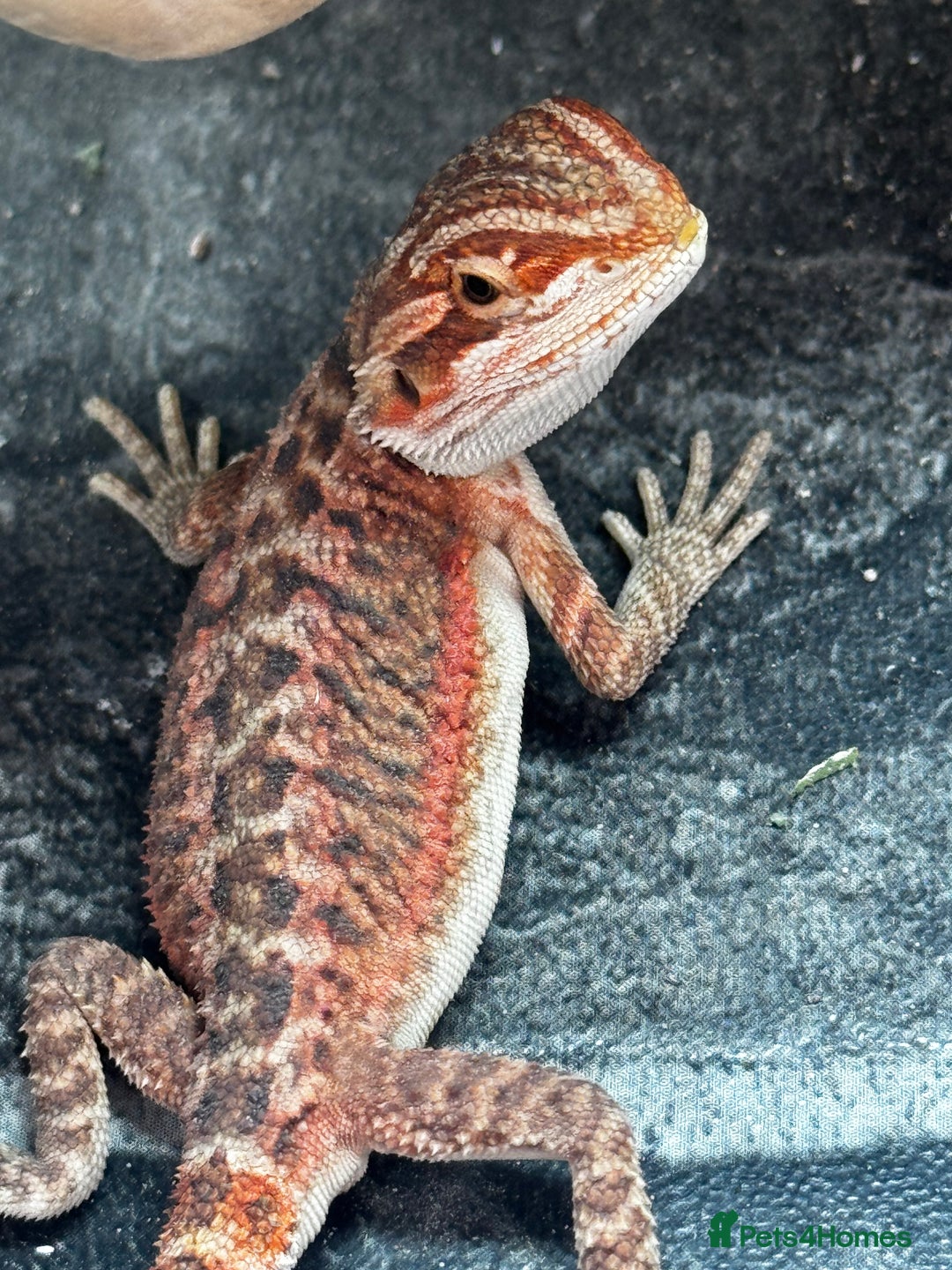 Bearded Dragon reptiles for sale: Red Monster x G-Stripe Dunner Baby Bearded Dragons - Image 5