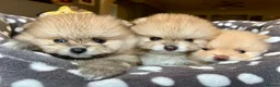 Pomeranian dogs for sale: Adorable, KC Registered Pomeranian Puppies in Colchester - Advert 1