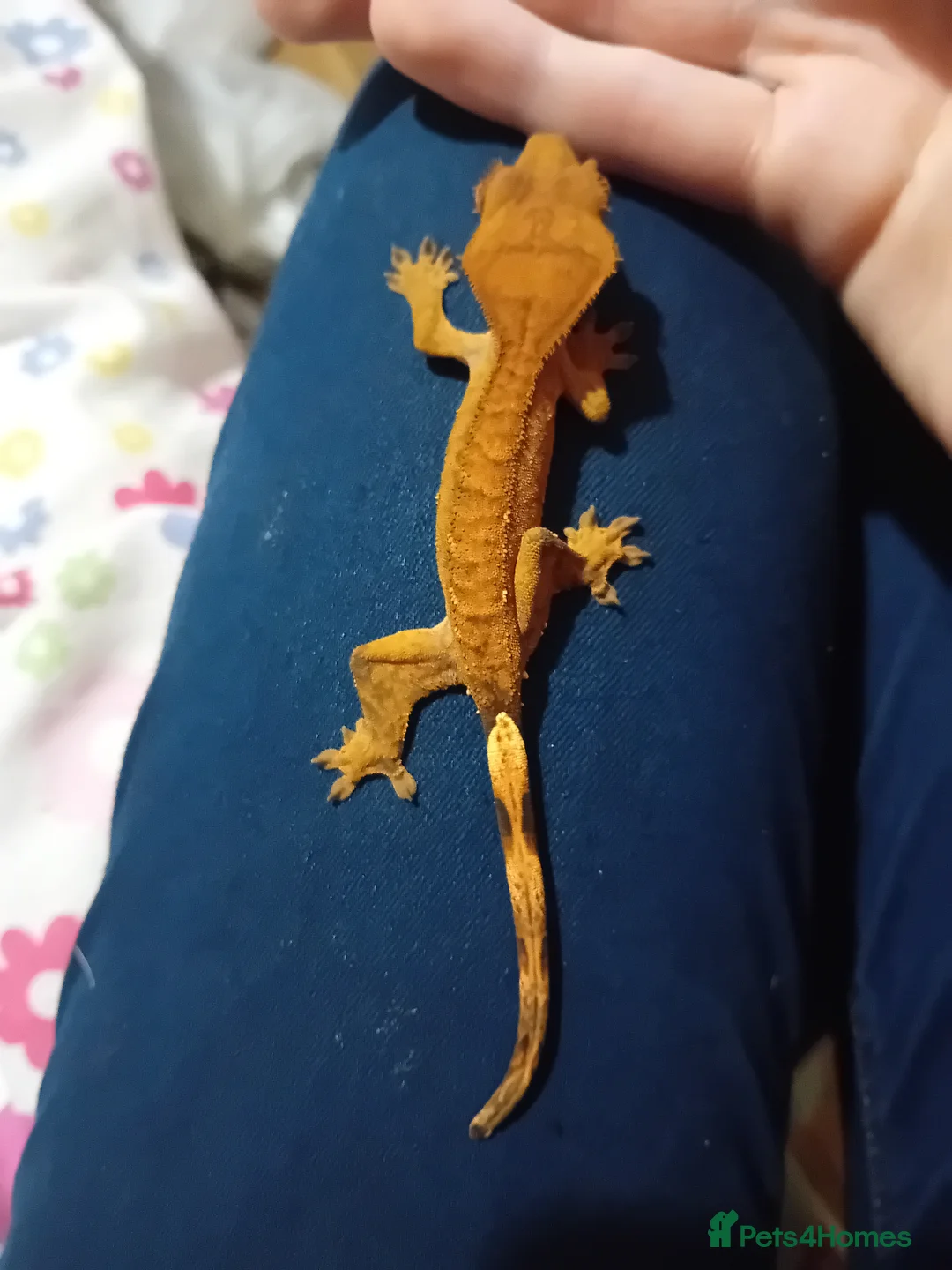 Gecko reptiles for sale: Multiple baby crested geckos for sale - Advert 7