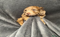 Cockapoo dogs for sale: STUNNING F1 Show Cockapoo Puppies  - Image 19