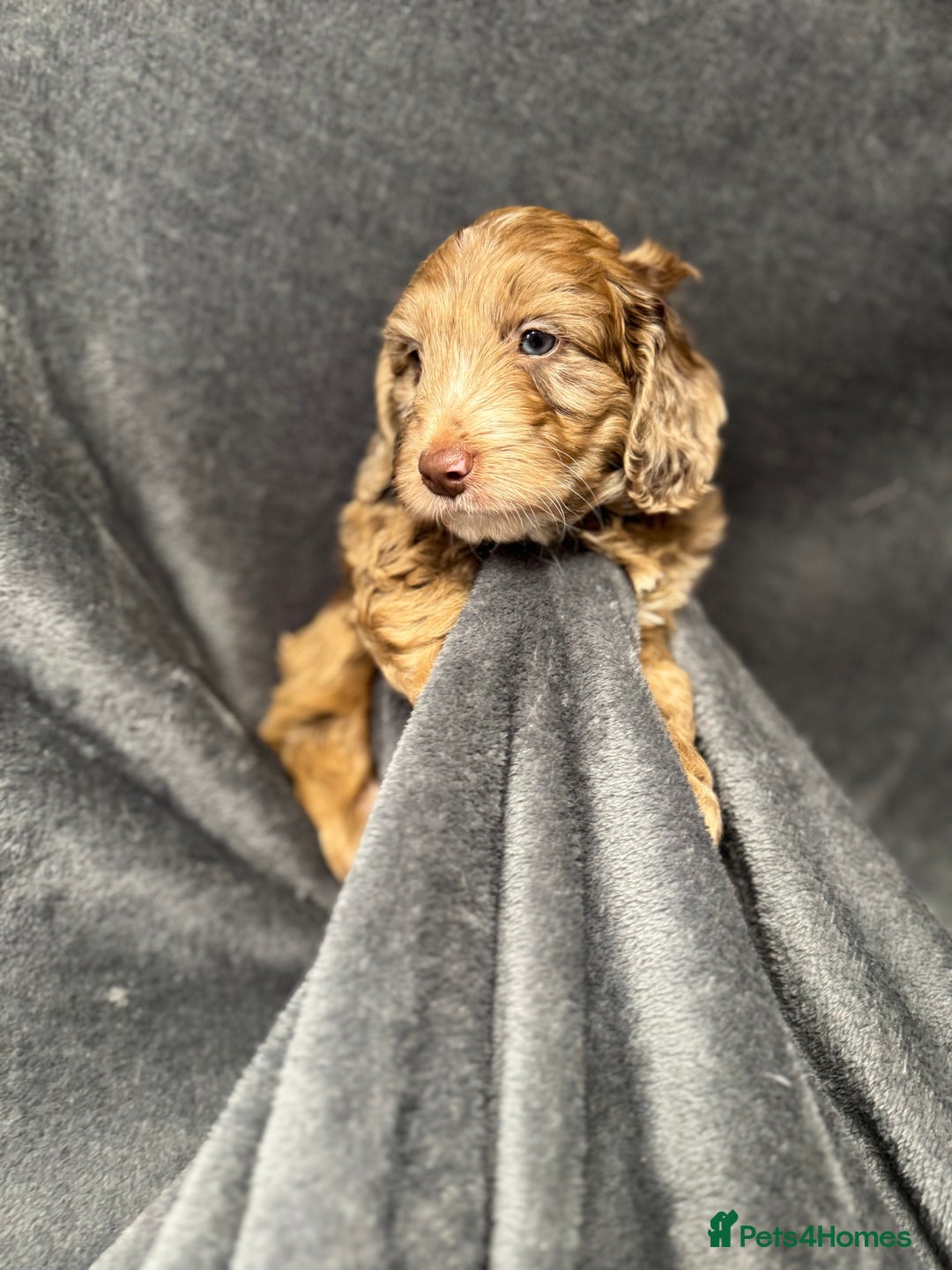 Cockapoo dogs for sale: STUNNING F1 Show Cockapoo Puppies  - Image 19
