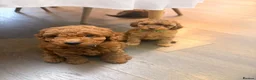 Cavapoo dogs for sale: F1B Cavapoo Puppies-2 Boys & 2 Girls–Ready 4th Nov - Advert 5