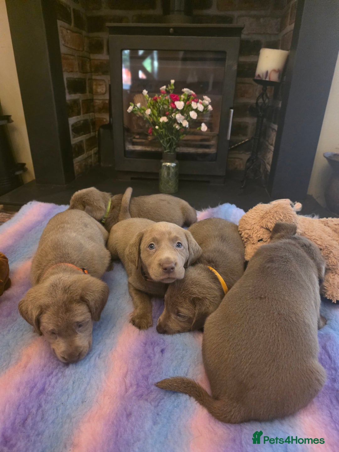 Labrador Retriever dogs for sale: Gorgeous KC Silver Labrador Puppies. - Image 6