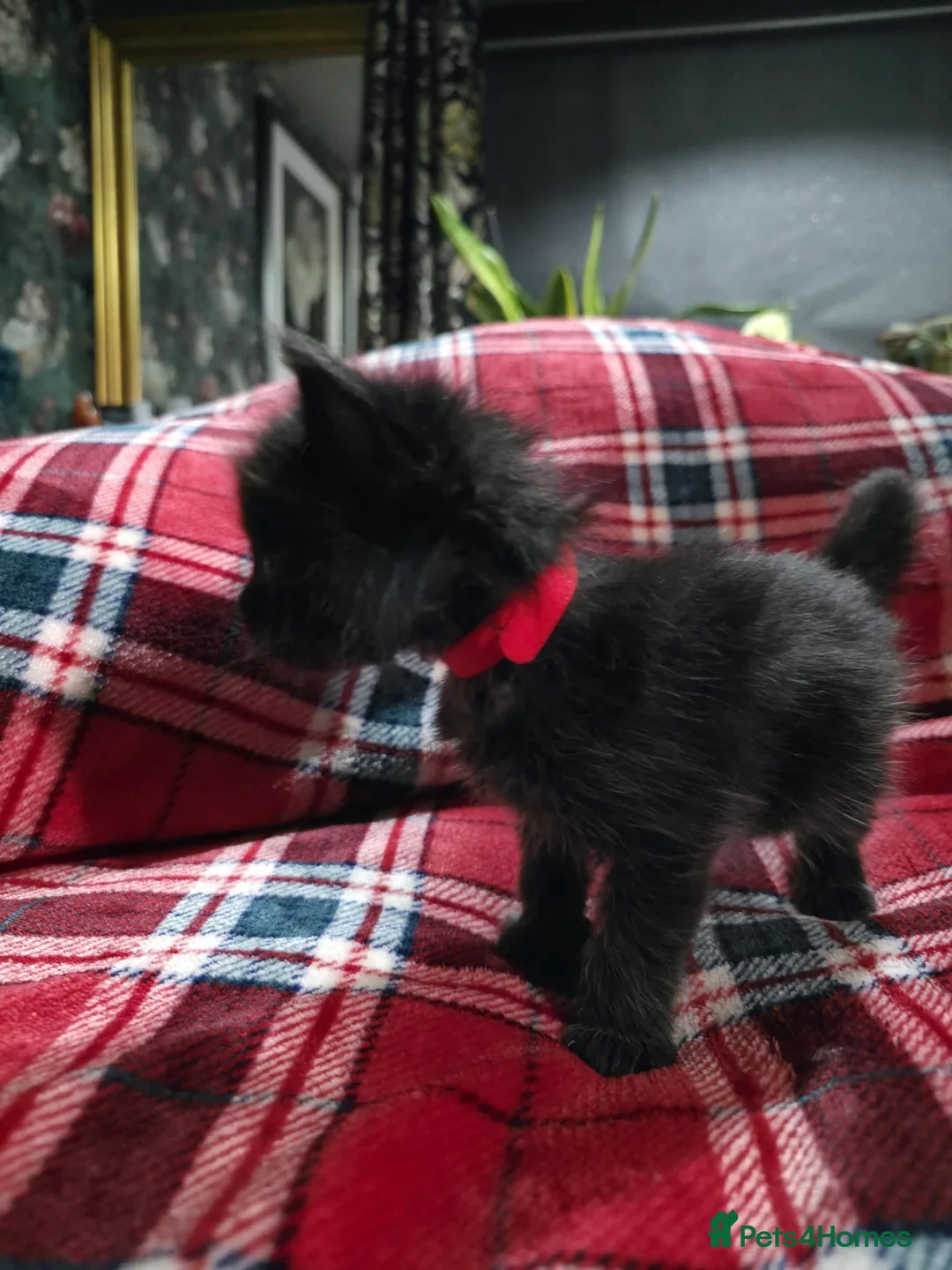 Maine Coon cats for sale: TICA registered Russian lineage Maine coon kittens - Advert 13