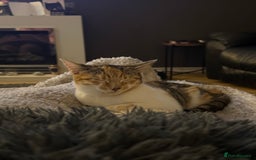 Mixed Breed cats for sale: Sweetest Kitten for sale  - Image 7