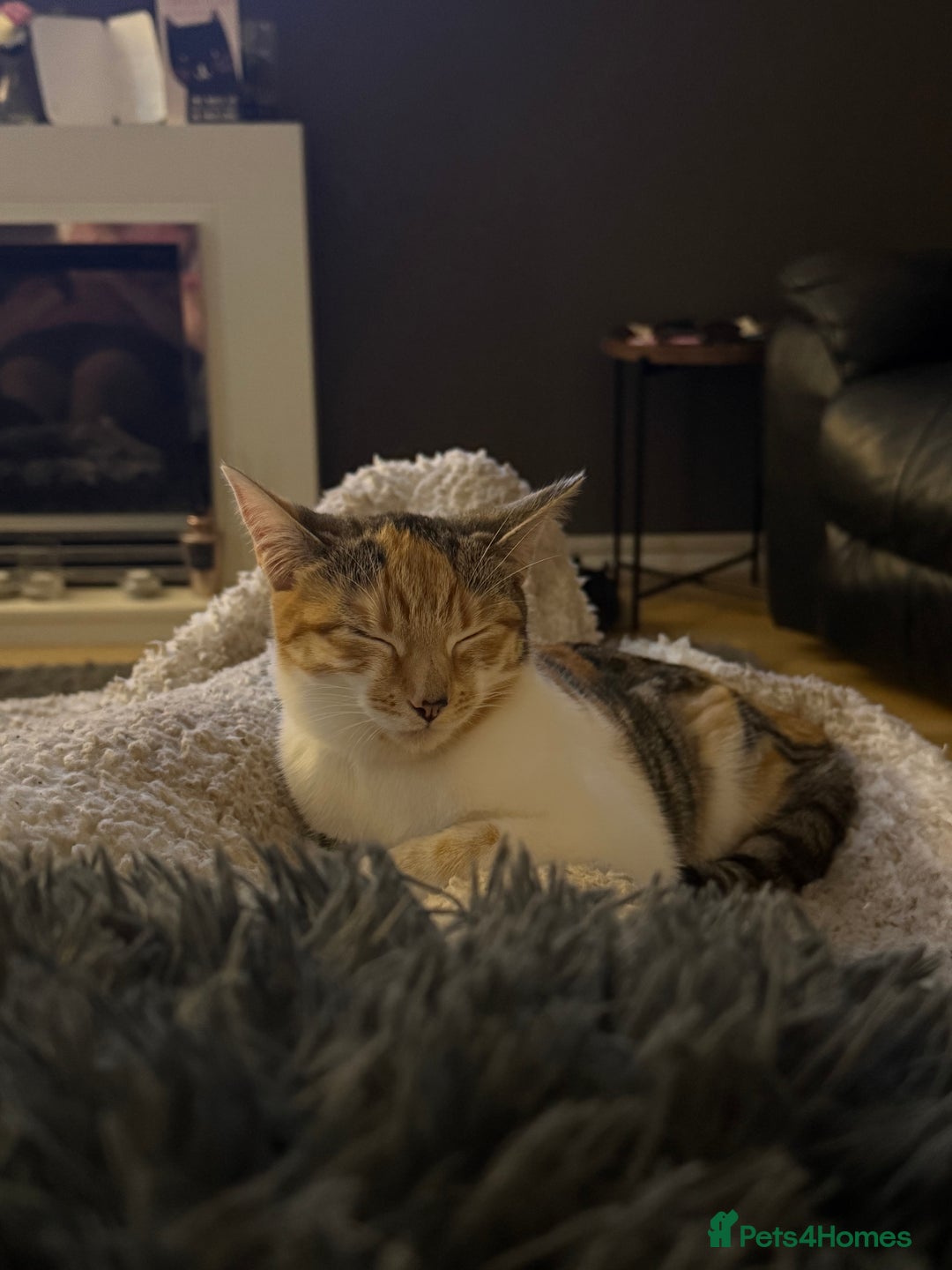 Mixed Breed cats for sale: Sweetest Kitten for sale  - Image 7
