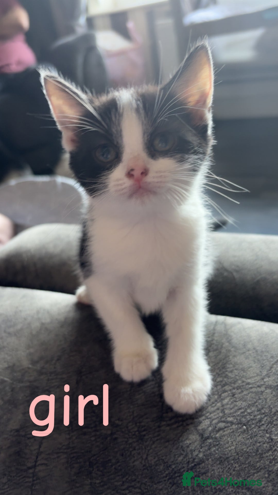 Domestic Shorthair cats for sale: 2 Black and White Kittens for sale - Image 4