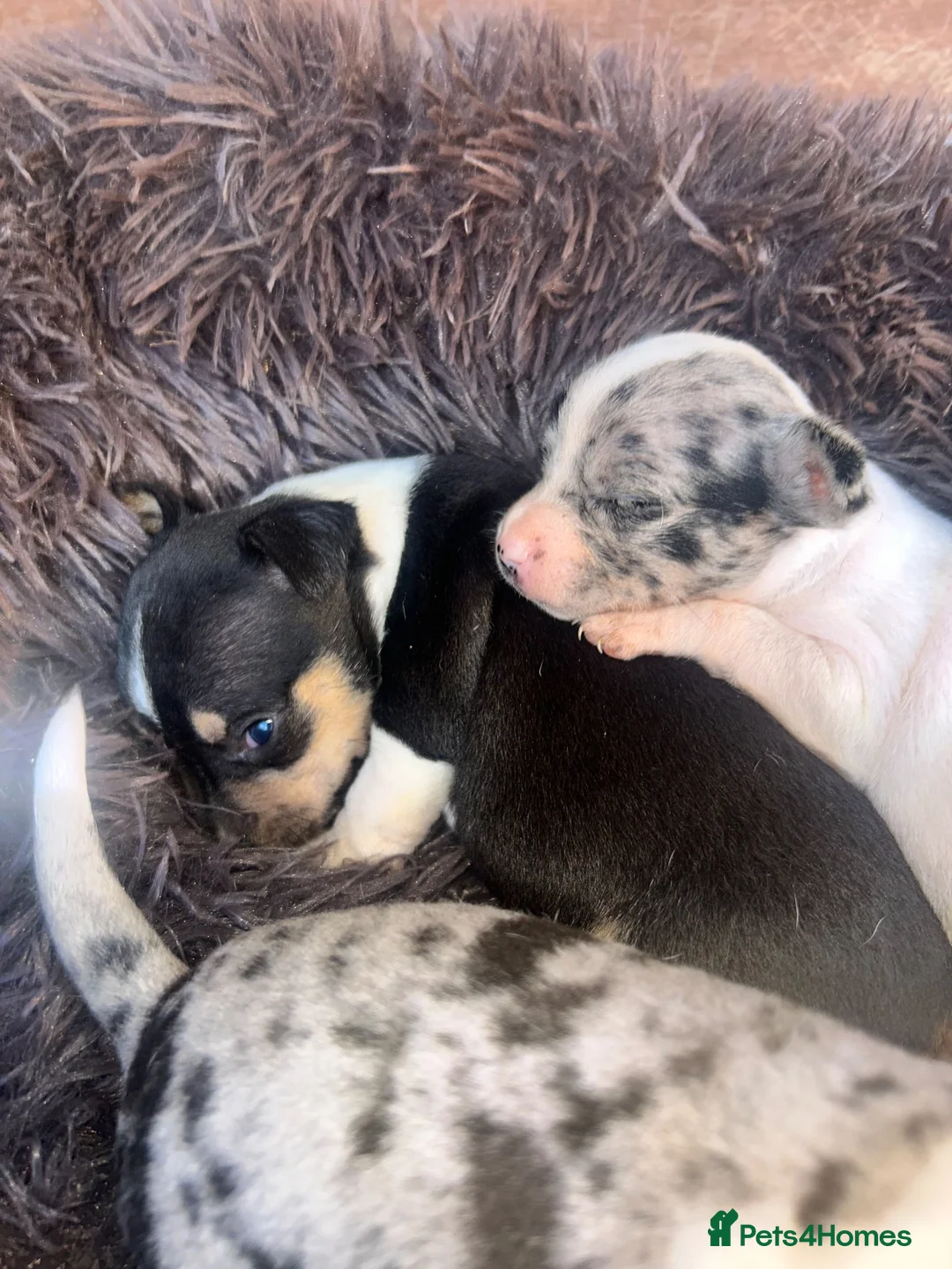 Chihuahua dogs for sale: 3/4 chihuahua 1/4 jack Russell  - Advert 2