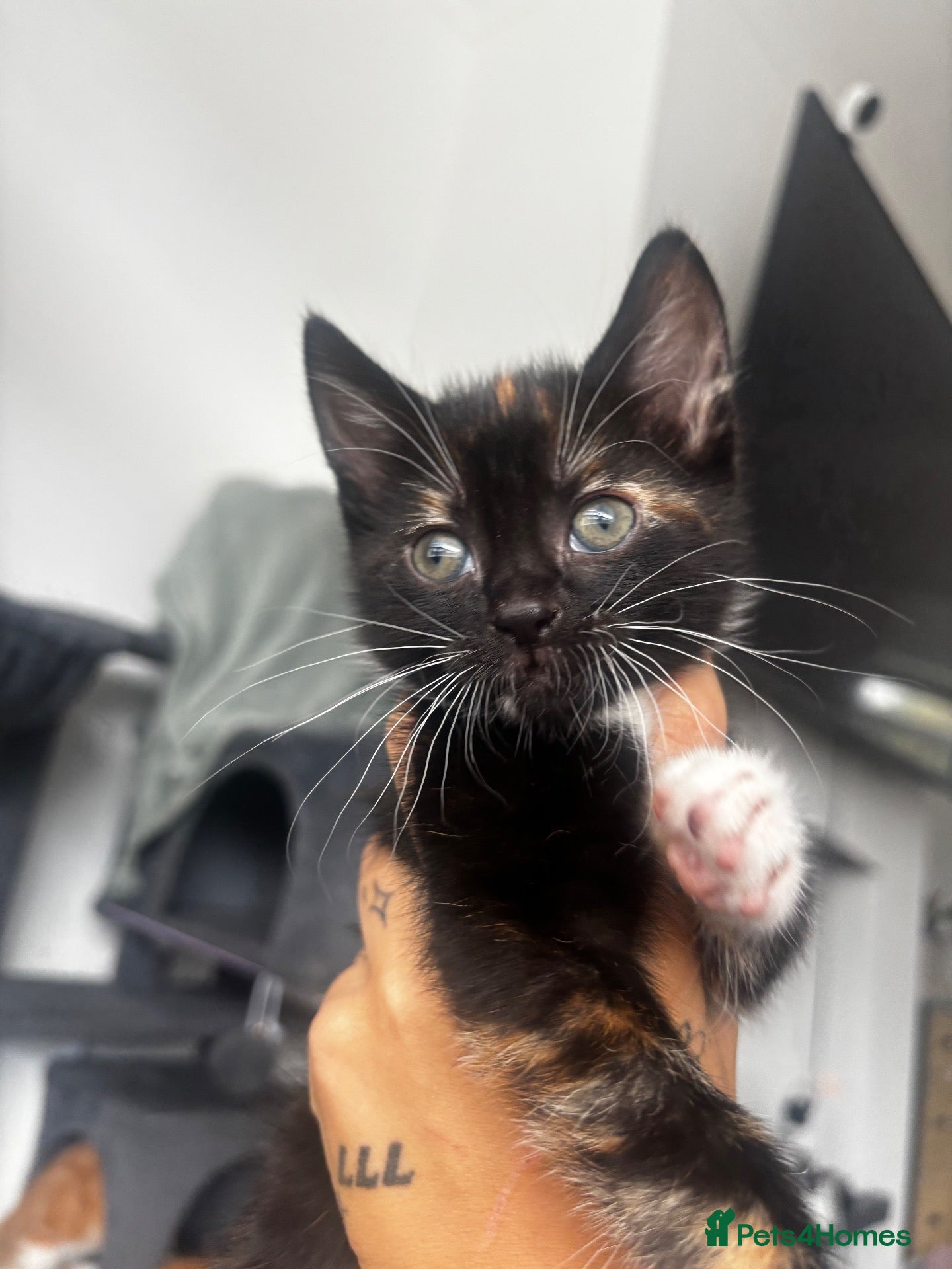 Mixed Breed cats for sale: 2 Black and ginger female kittens (1 LEFT) - Advert 14