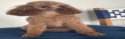 Toy Poodle dogs for stud: KC RED TOY POODLE STUD - Advert 13