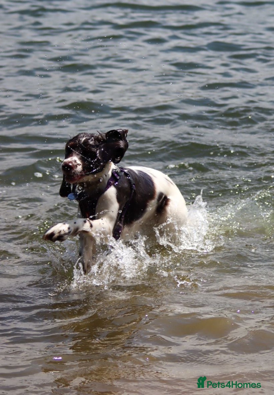 Cocker Spaniel dogs for sale: *Last little boy* chocolate cocker spaniel - Advert 24