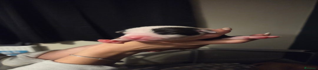 American Bulldog Puppy 8