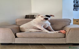 American Bulldog dogs for sale: Sweet boy - Image 5