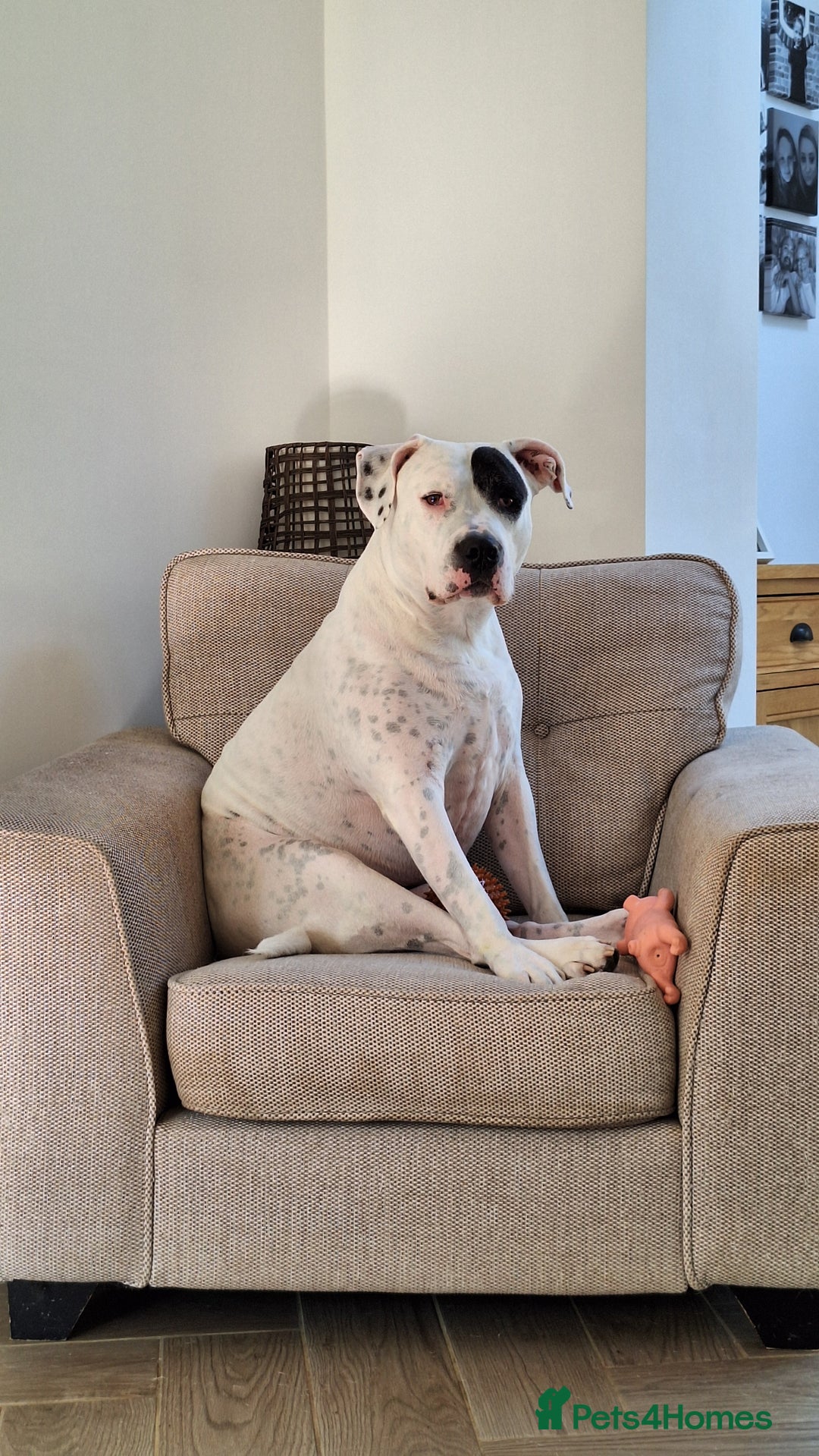 American Bulldog dogs for sale: Sweet boy - Image 5