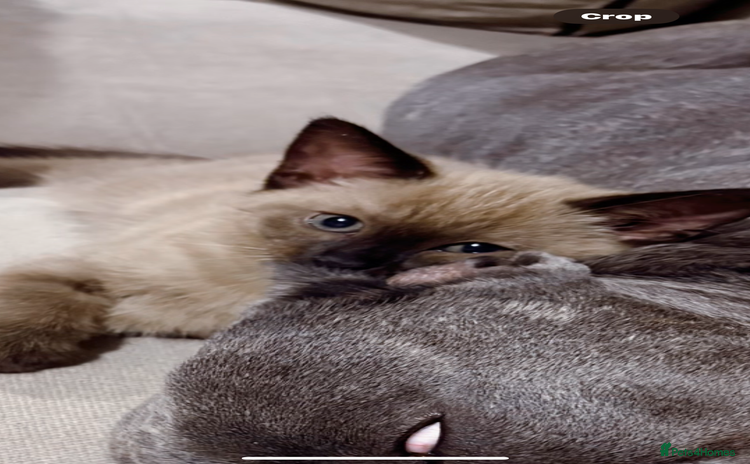 Ragdoll cats - Advert 2