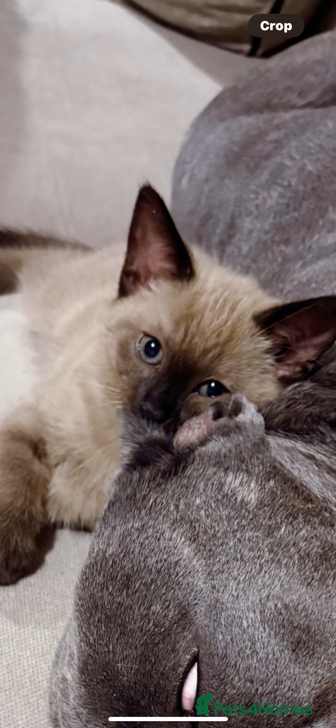 Ragdoll cats for sale:  Caramel pointed Ragdoll kitten  - Image 1