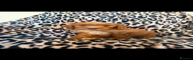 Cockapoo 4