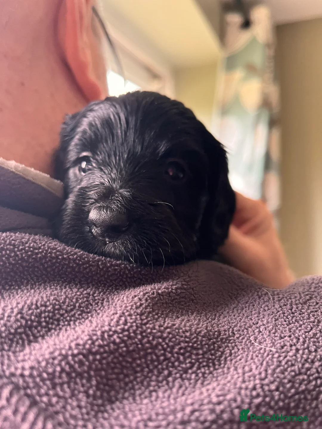 Mixed Breed dogs for sale: Stunning black Australian labradoodle pups - Advert 17